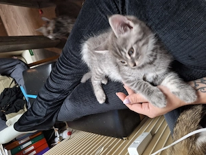 Main coon mix kitten katze