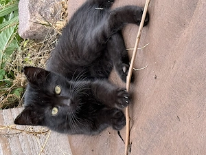 Katzenbabys suchen Gefährten
