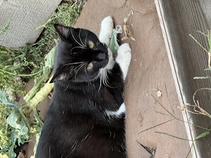 Katzenbabys suchen Gefährten