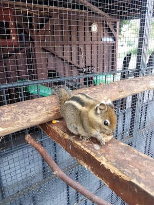 Streifenhörnchen 