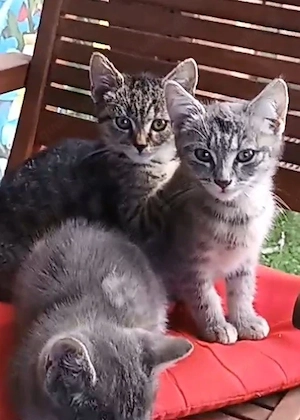Katzen Babys 