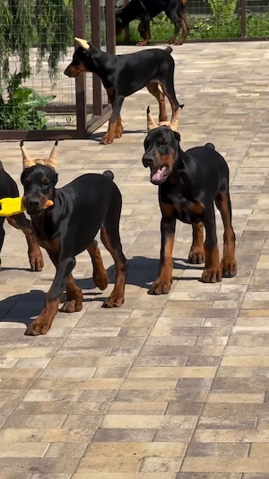 **Typvolle Dobermann-Welpen mit Pedigree suchen ein Zuhause!**