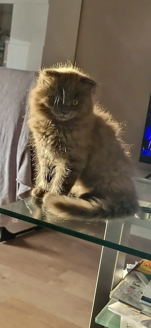 BKH BLH Kätzchen 