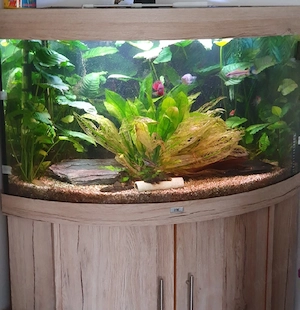 Juwel Aquarium 