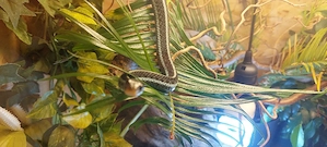 1,0 Thamnophis sirtalis similis, Florida Strumpfbandnatter aus 03 25