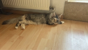 Maine Coon Mädchen abzugeben. Stammbaum! Auch für die Zucht