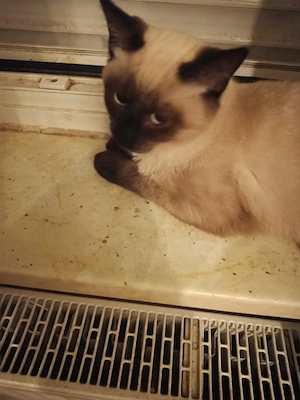 Siam Kitten 