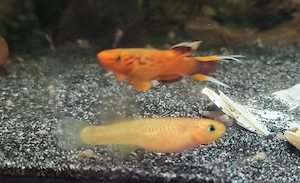 Kap Lopez Prachtkärpfling Aphyosemion australe hyerseni Killifisch