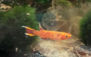 Kap Lopez Prachtkärpfling Aphyosemion australe hyerseni Killifisch