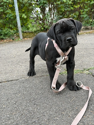 Cane Corso x American Bully XL Welpen