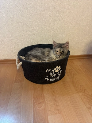 Maine Coon Mädchen mit Stammbaum