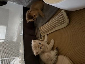 BKH Kitten Katze Kater 