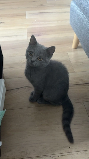 2 süße katzen abzugeben 