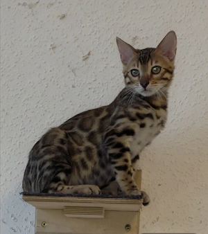 Bengal Kater Kitten XXL Rosetten Champion-Abstammung