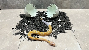 königspython Albino-Pied