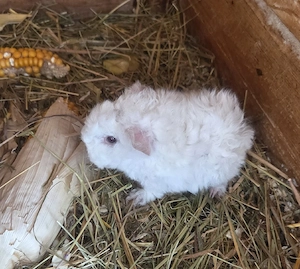 Meerschweinchen Lunkarya Babys