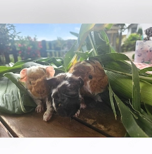 Meerschweinchen Lunkarya Babys