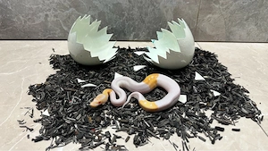Königspython 0.1 Albino-Pied