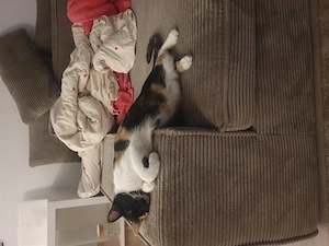 Katzen abzugeben 