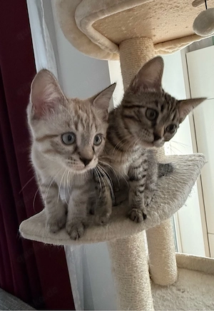 Unsere vier kleinen Bengal-BKH-Mixe suchen ein liebevolles Zuhause.   