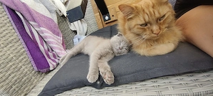 heilige birma bkh mix katerchen
