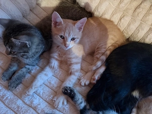 EKH Kitten abzugeben