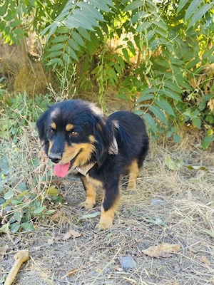 Buddy sucht ein Zuhause 