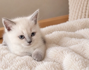 BKH Point Blue weiß Kitten