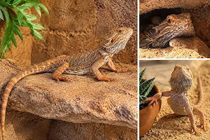 Bartagame ca. 1,5 Jahre alt   in gute Hände abzugeben