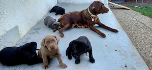labrador welpen 