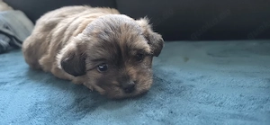 Malteser Chihuahua welpen junge