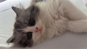 BLH Katze 