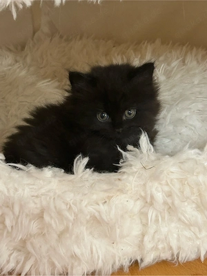 Rasse trifft Rasse   Maine Coon XXL - Britisch Langhaar