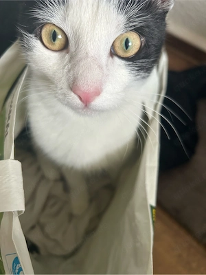 kater abzugeben 