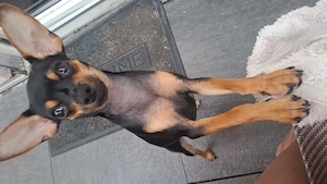 Hundemädchen Lilly zu verkaufen 