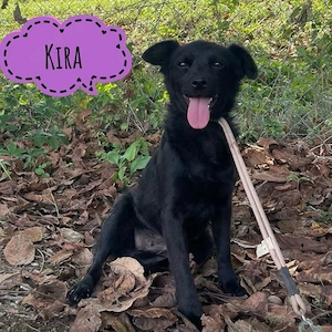 Kira, wundersüße, kleine und liebe Mischlingshündin, Mudi Kroatischer Schäferhund