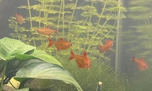 Red Cherry Salmler Muzel Red (Hyphessobrycon)