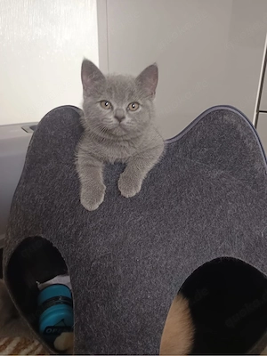 BKH-katzen