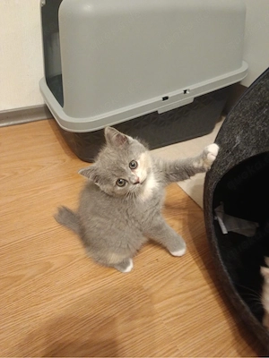 BKH-katzen