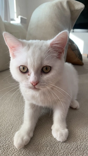 Süße Kitten suchen ein liebevolles zuhause