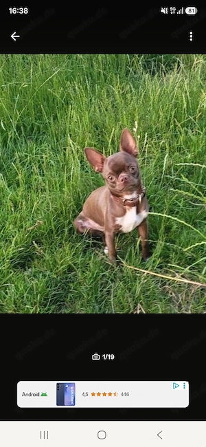 junger Chihuahua Rüde kastriert such das Beste zu Hause 