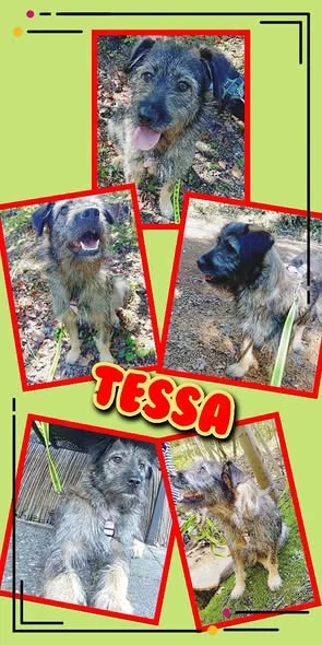 liebe, junge, wunderschöne, mit Artgenossen super verträgliche Hündin "Tessa" sucht ein Zuhause