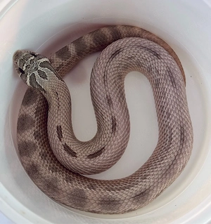 Heterodon nasicus, Hakennasennattern Lavender Arctic Lavender Coral Het Lavender