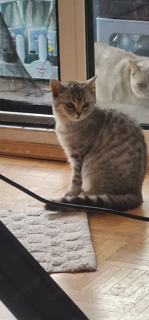 Süße BKH Kitten 