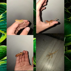 Kronegecko Babys