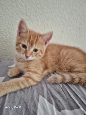 kleiner kater Peanut sucht ein zuhause