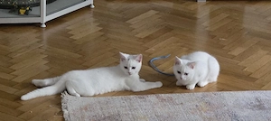BKH Kitten