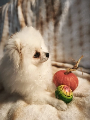 reinrassige Pomeranian Spitz Rüde 