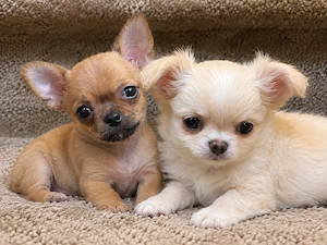 Wundervolle Chihuahua-Welpen suchen liebevolle Für-immer-Familien 