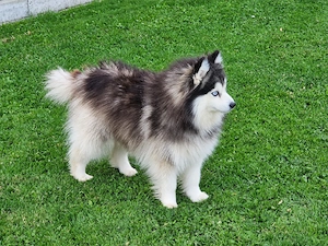 Pomsky Wolly Toy F3 DECKRÜDE 
